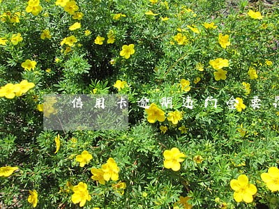 信用卡逾期违约金要罚多少个月 信用卡逾期违约金要罚多少个月