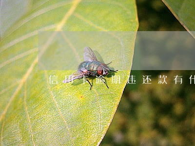 信用卡逾期违还款有什么后果 信用卡逾期违还款有什么后果