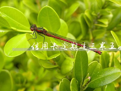 信用卡逾期连三累五如何消除 信用卡逾期连三累五如何消除