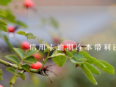 信用卡逾期连本带利还款 信用卡逾期连本带利还款