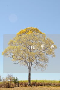 信用卡逾期连续7月