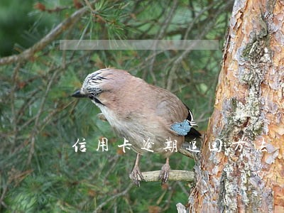 信用卡逾期追回方法