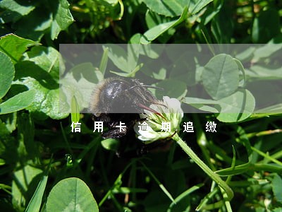 信用卡逾期追缴 信用卡逾期追缴
