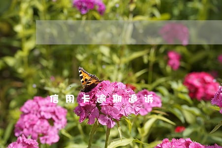 信用卡逾期追诉 信用卡逾期追诉