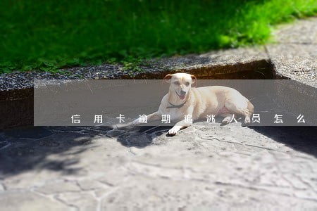 信用卡逾期追逃人员怎么查询 信用卡逾期追逃人员怎么查询