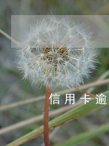 信用卡逾期退至法务部 信用卡逾期退至法务部