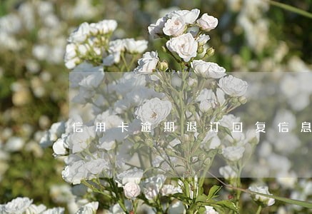 信用卡逾期退订回复信息