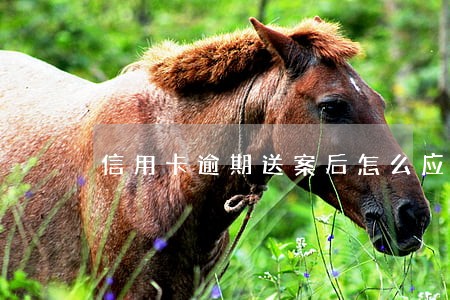 信用卡逾期送案后怎么应对 信用卡逾期送案后怎么应对