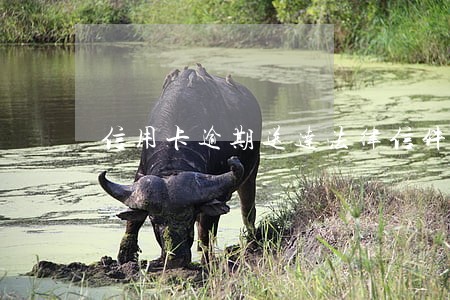 信用卡逾期送达法律信件