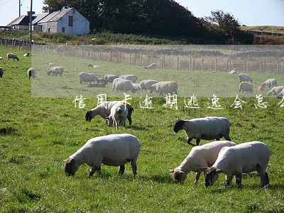 信用卡逾期逃逸会怎么样