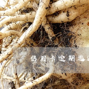 信用卡逾期逃避债务 信用卡逾期逃避债务