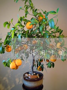 信用卡逾期透支会被记录征信么