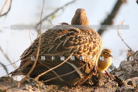 信用卡逾期透支被银行追缴 信用卡逾期透支被银行追缴