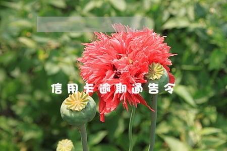 信用卡逾期通告令