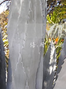 信用卡逾期通用怎么办 信用卡逾期通用怎么办