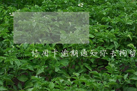 信用卡逾期通知你去拘留 信用卡逾期通知你去拘留
