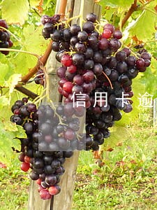 信用卡逾期通知当地政府 信用卡逾期通知当地政府