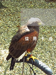 信用卡逾期通知私人账号