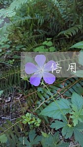 信用卡逾期通缉吗 信用卡逾期通缉吗