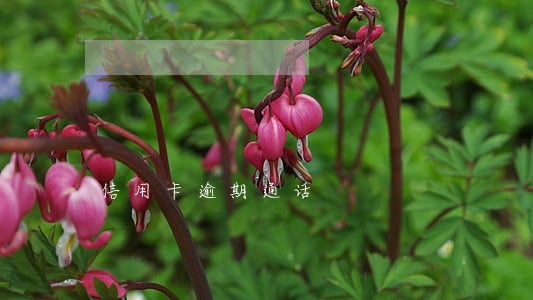 信用卡逾期通话 信用卡逾期通话