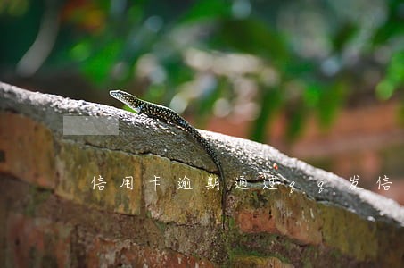 信用卡逾期通过qq发信息