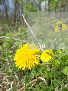 信用卡逾期逮捕通告 信用卡逾期逮捕通告