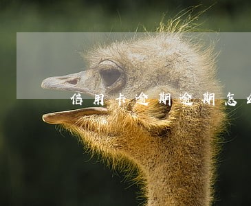 信用卡逾期逾期怎么跟银行协商 信用卡逾期逾期怎么跟银行协商
