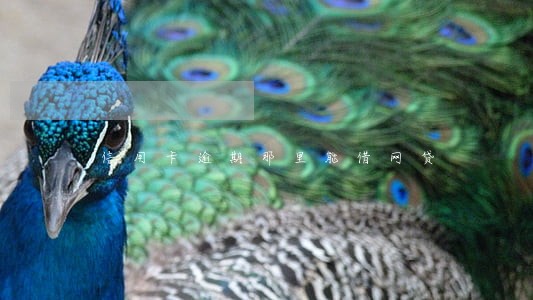 信用卡逾期那里能借网贷 信用卡逾期那里能借网贷