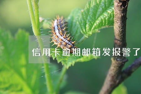 信用卡逾期邮箱发报警了 信用卡逾期邮箱发报警了