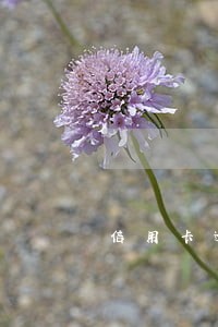信用卡逾期部分