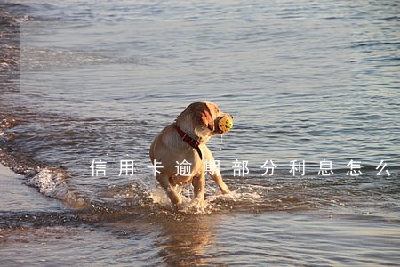 信用卡逾期部分利息怎么收 信用卡逾期部分利息怎么收