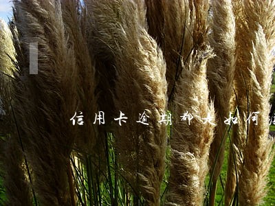 信用卡逾期都是如何度过的 信用卡逾期都是如何度过的