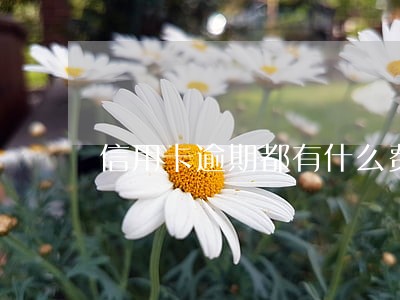 信用卡逾期都有什么费用 信用卡逾期都有什么费用