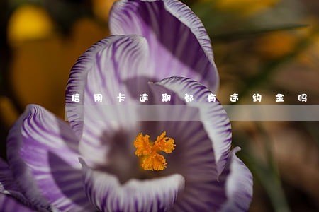 信用卡逾期都有违约金吗 信用卡逾期都有违约金吗