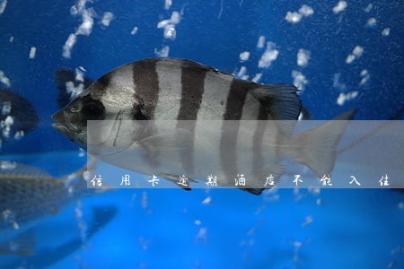 信用卡逾期酒店不能入住吗 信用卡逾期酒店不能入住吗