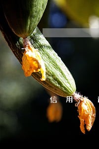 信用卡逾期重组滞纳金怎么办 信用卡逾期重组滞纳金怎么办