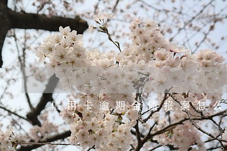 信用卡逾期金侦报案怎么处理 信用卡逾期金侦报案怎么处理