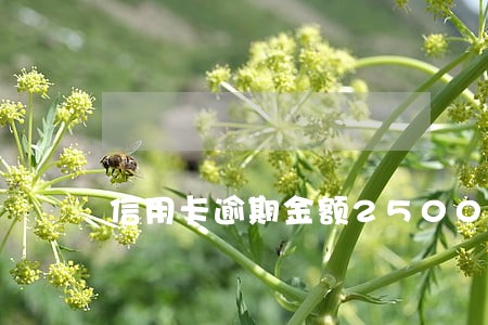 信用卡逾期金额2500 信用卡逾期金额2500
