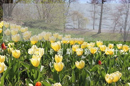 信用卡逾期金额不大什么时候恢复 信用卡逾期金额不大什么时候恢复