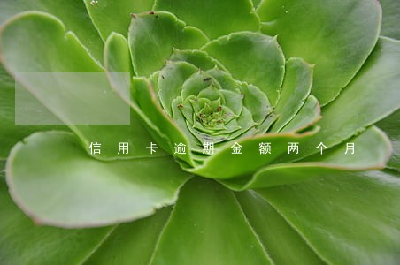 信用卡逾期金额两个月