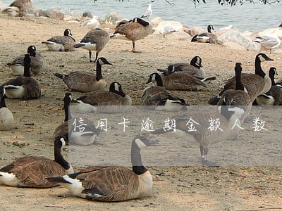信用卡逾期金额人数 信用卡逾期金额人数