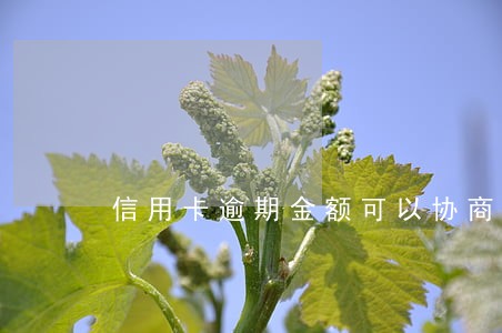 信用卡逾期金额可以协商吗 信用卡逾期金额可以协商吗