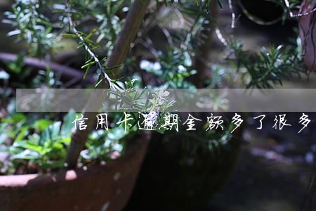 信用卡逾期金额多了很多 信用卡逾期金额多了很多