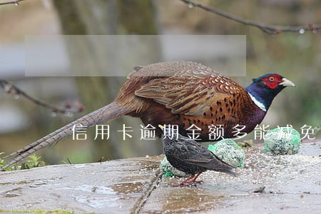 信用卡逾期金额多能减免吗