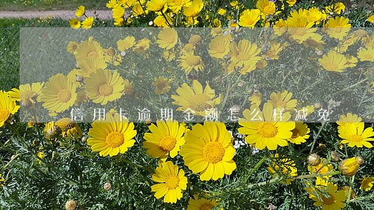 信用卡逾期金额怎么样减免