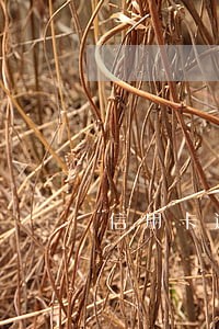 信用卡逾期金额是全部的欠款吗 信用卡逾期金额是全部的欠款吗