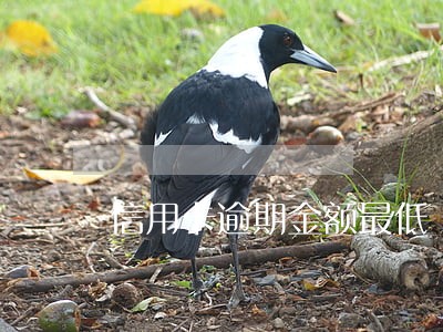 信用卡逾期金额最低
