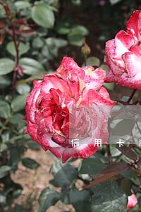 信用卡逾期金额翻10倍 信用卡逾期金额翻10倍