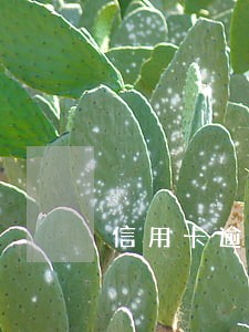 信用卡逾期金额超一千亿 信用卡逾期金额超一千亿
