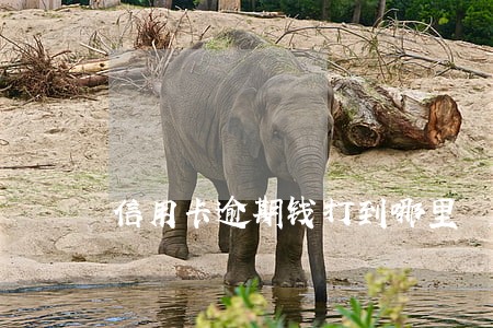 信用卡逾期钱打到哪里 信用卡逾期钱打到哪里